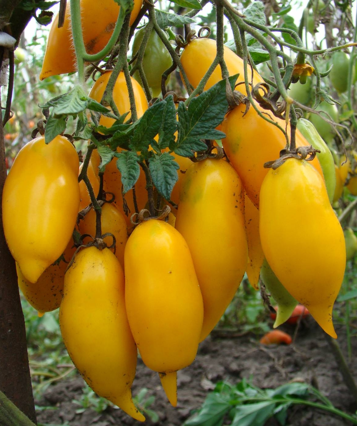 Желтоплодные и оранжевые сорта
